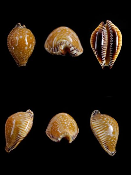 Cypraea guttata surinensis " minima" Gem- 39,2 mm-0