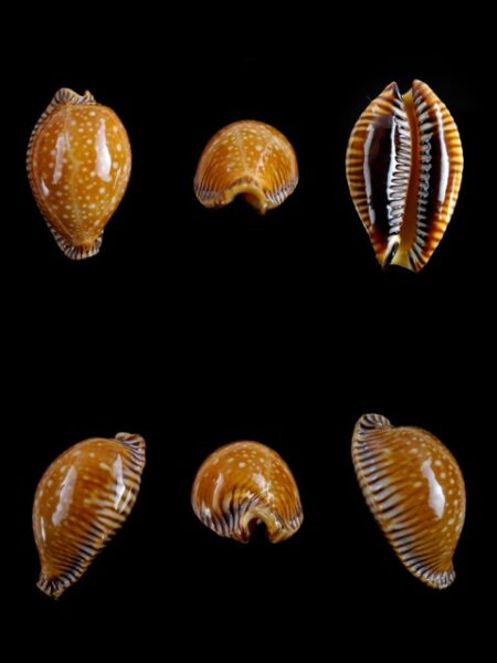 Cypraea guttata surinensis " minima" Gem- 39,5 mm-0