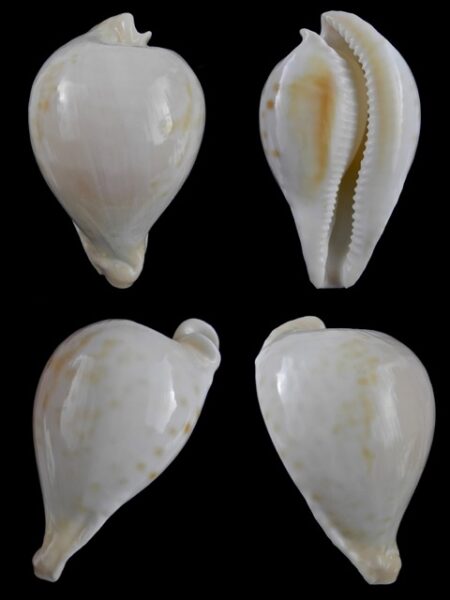 Umbilia capricornica " Deep Water " 63,3 mm Gem-.-0