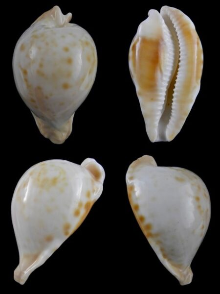 Umbilia capricornica " Deep Water " 67,1 mm Gem-.-0