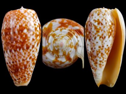 Conus bullatus " marquises" Gem 54,3 mm-0