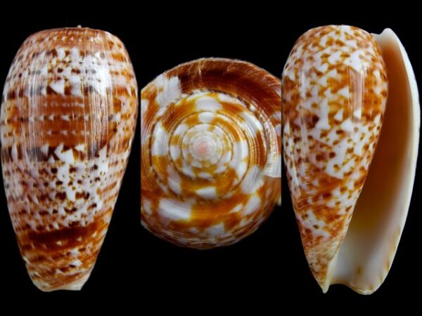 Conus bullatus " marquises" Gem 59,4 mm-0