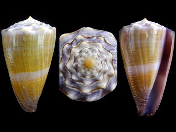 Conus conco Gem 44,3 mm-0