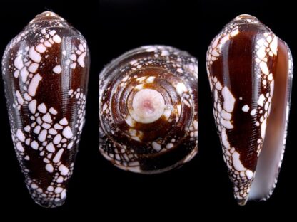 Conus magnificus Gem 56,5 mm-0
