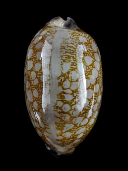 Cypraea scurra indica " GEANTE" Gem 54 mm-0