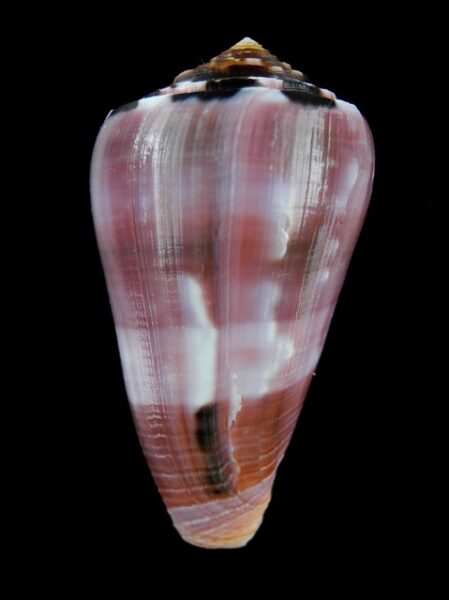 Pionnoconus gauguini 63,1 mm Gem--0