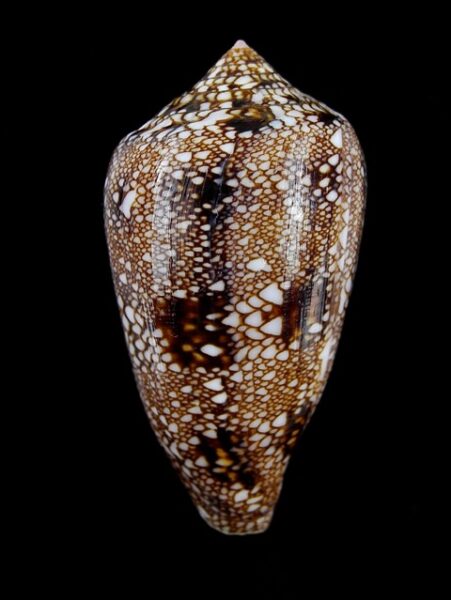 Cylindrus textillinus 59,8 mm F+++/Gem-0