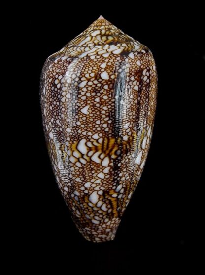 Conus textile f. textilinus. 58 mm Gem-0