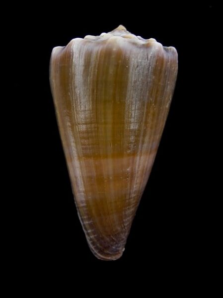 Conus conco Gem 39,8 mm-0