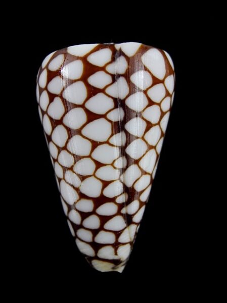 Eugeniconus marchionatus 38,8 mm F+++/Gem-0