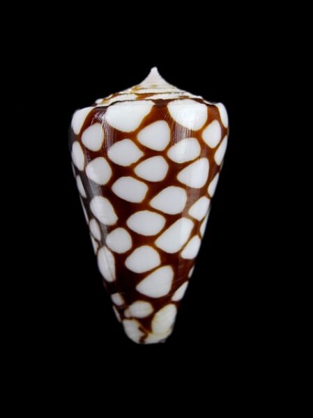 Eugeniconus marchionatus 31,3 mm Gem-0
