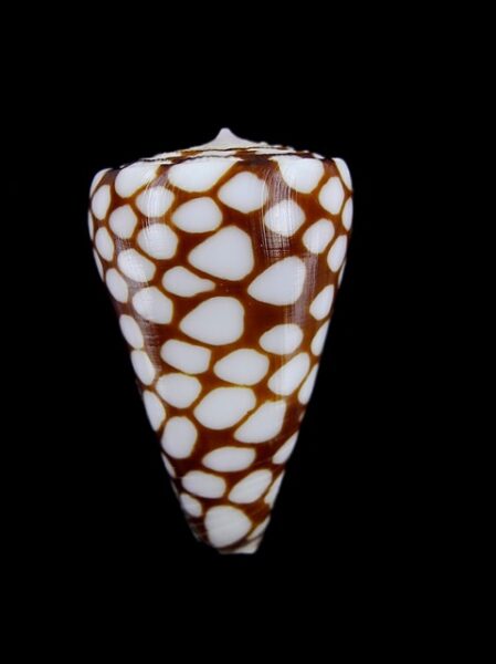 Eugeniconus marchionatus 30,2 mm Gem-0