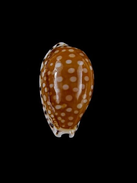 Cribrarula astaryi 19,2 mm Gem-0
