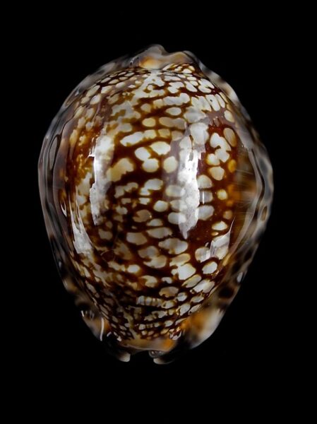 Cypraea maculifera martybealsi 66,7 mm Gem-0