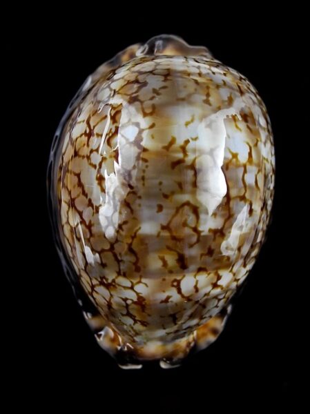 Cypraea maculifera martybealsi 65,3 mm Gem-0