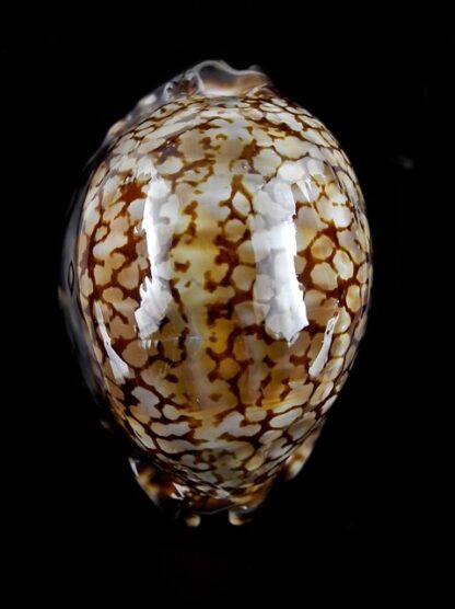 Cypraea maculifera martybealsi 64 mm Gem-0