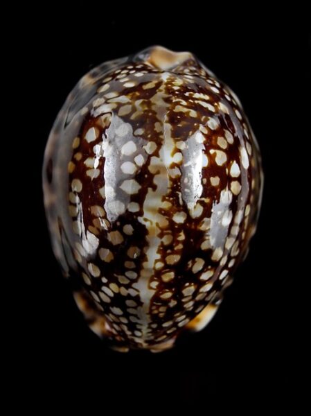 Cypraea maculifera martybealsi 52 mm Gem-0