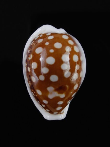 Cypraea exmouthensis f. rottnestensis 27.1 mm Gem-0