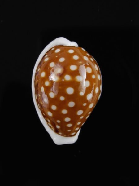 Cypraea exmouthensis f. rottnestensis 27.4 mm Gem-0