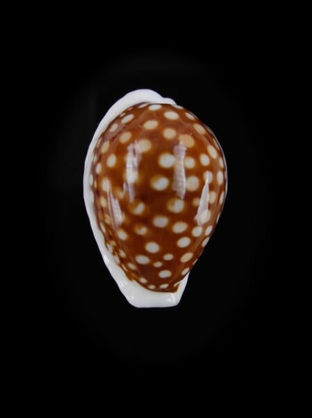 Cypraea exmouthensis f. rottnestensis 26,9 mm Gem-0