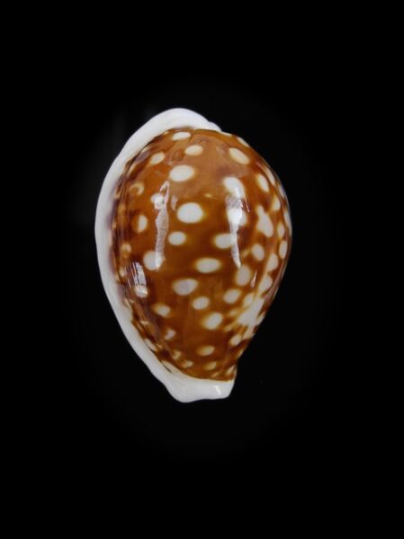 Cypraea exmouthensis f. rottnestensis 27,7 mm Gem-0