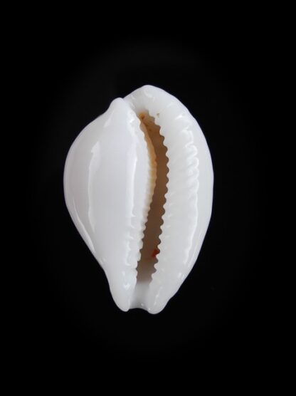 Cypraea exmouthensis f. rottnestensis 27,7 mm Gem-6334