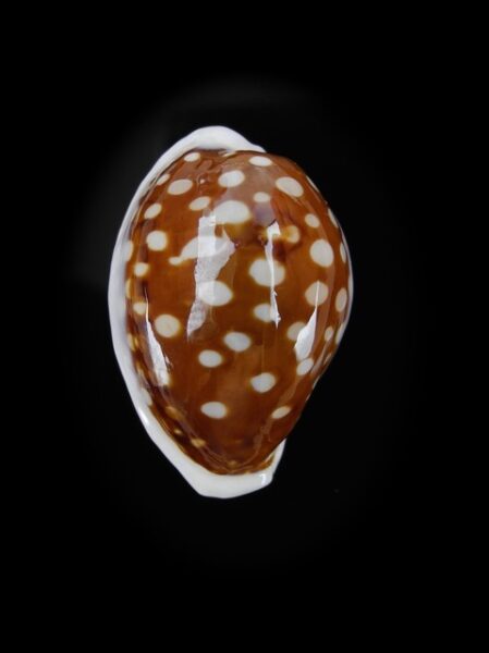 Cypraea exmouthensis f. rottnestensis 28,7 mm Gem-0