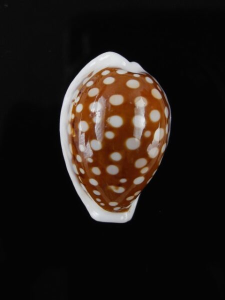 Cypraea exmouthensis f. rottnestensis 26 mm Gem-0