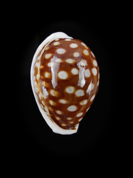 Cypraea exmouthensis f. rottnestensis 30,7 mm F+++/Gem-0