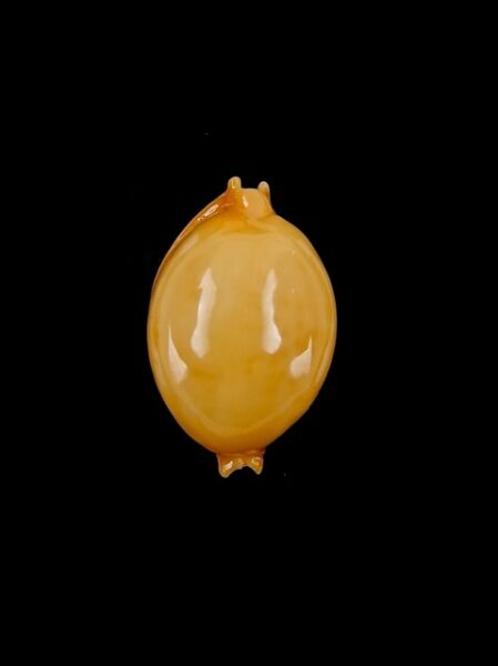 Cypraea globulus globulus Gem 19,2 mm-0