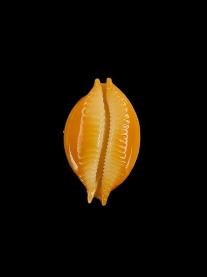 Cypraea globulus globulus Gem 19,2 mm-6404