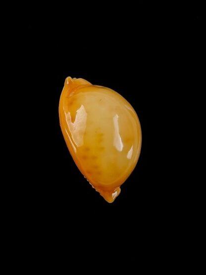 Cypraea globulus globulus Gem 19,2 mm-6402