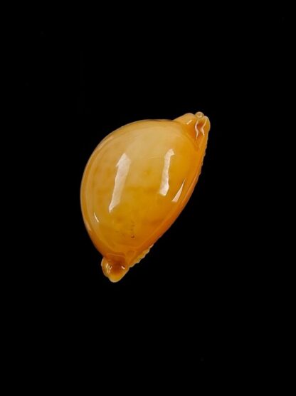 Cypraea globulus globulus Gem 19,2 mm-6405