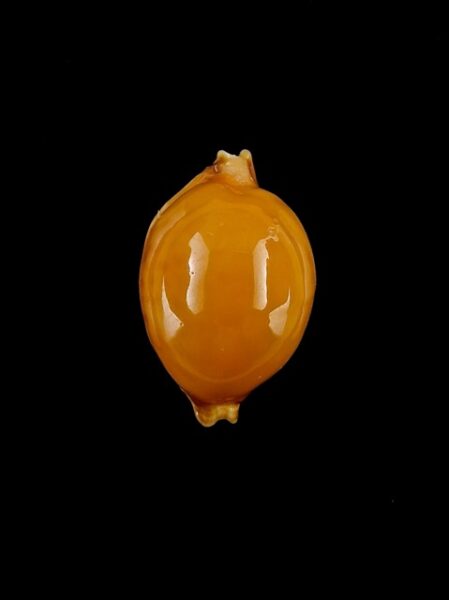Cypraea globulus globulus Gem 19,4 mm-0