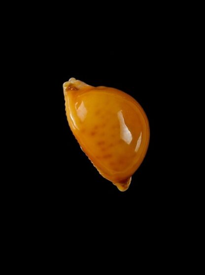 Cypraea globulus globulus Gem 19,4 mm-6410