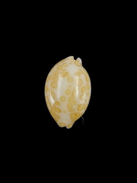 Cypraea mariae 15.1 mm Gem-0