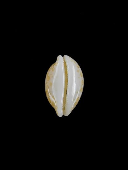 Cypraea mariae 15.1 mm Gem-6385