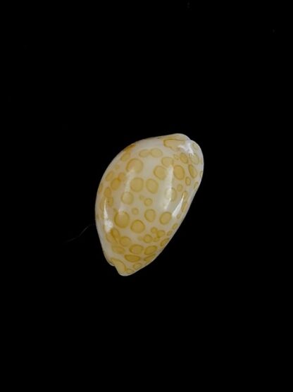 Cypraea mariae 15.1 mm Gem-6383