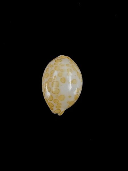 Cypraea mariae 14,5 mm Gem-0