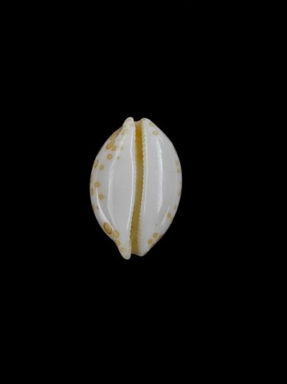Cypraea mariae 14,5 mm Gem-6390