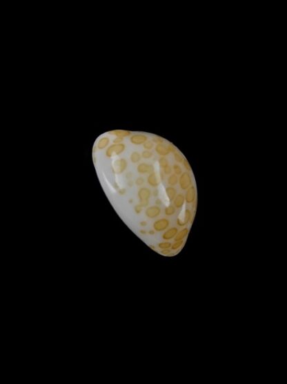 Cypraea mariae 14,5 mm Gem-6393