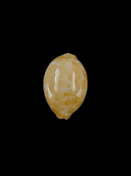 Cypraea mariae 15,5 mm Gem-0