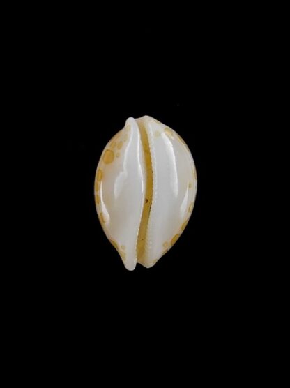 Cypraea mariae 15,5 mm Gem-6399