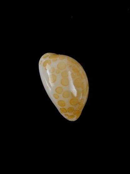 Cypraea mariae 15,5 mm Gem-6400