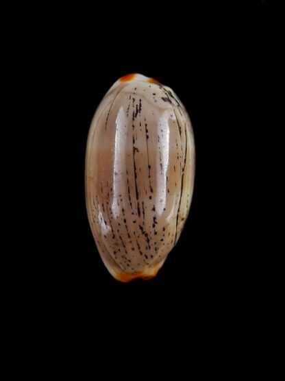 Cypraea isabella " Dwarf" Gem 21,7 mm-0