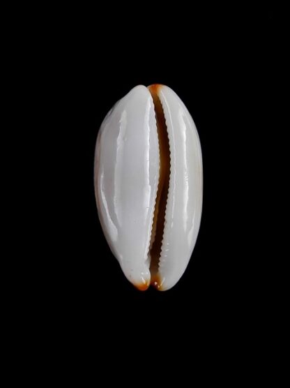 Cypraea isabella " Dwarf" Gem 21,7 mm-6453