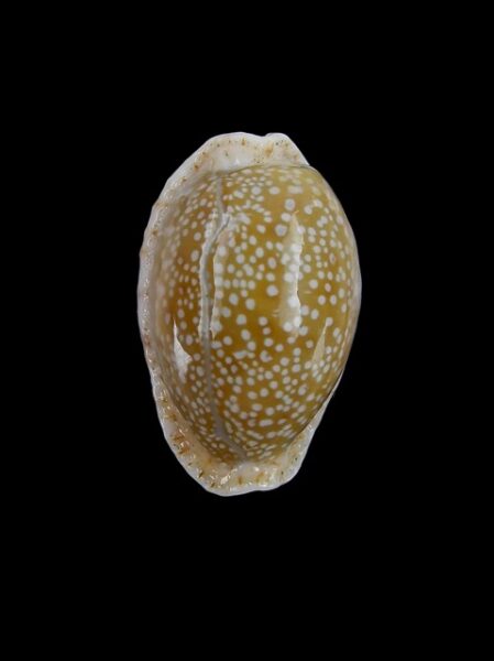 Cypraea erosa chlorizans " Dwarf" Gem 26,1 mm-0