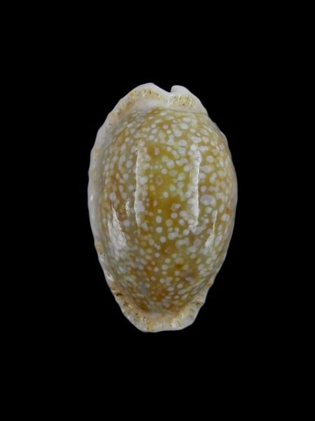 Cypraea erosa chlorizans " Dwarf" Gem 26,8 mm-0