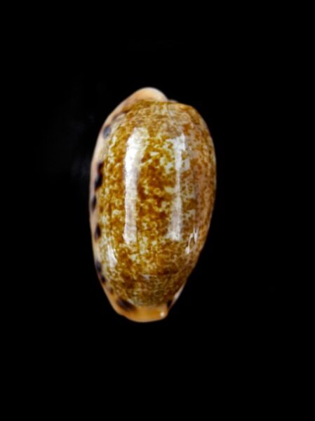Cypraea caurica dracaena " dwarf " Gem 26,5 mm-0