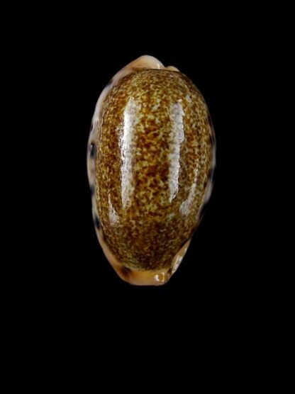 Cypraea caurica dracaena " dwarf " Gem 29,6 mm-0